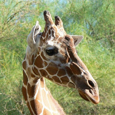 Reid Park Zoo Giraffe Elinor Developed Cancer