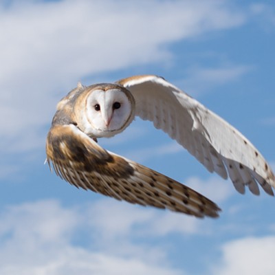 Flight of an Owl by Dan Weisz