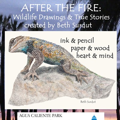After the Fire ( desert spiny lizard drawing by Beth Surdut)