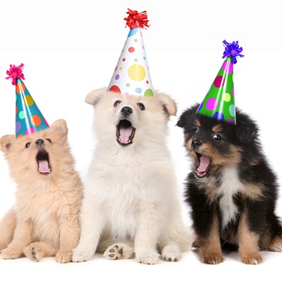 August 1 is the Universal Birthday for Shelter Dogs