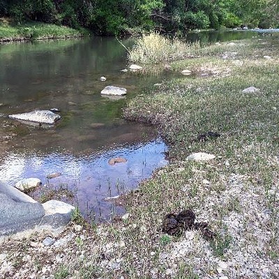 Cattle damage to Arizona’s Verde River spurs legal action