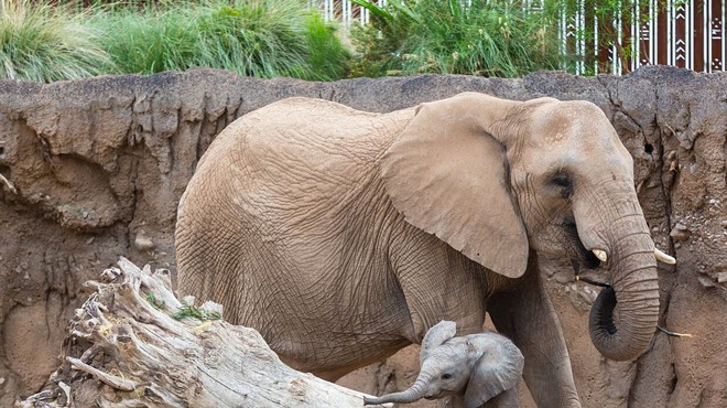 Celebrate Nandi the Elephant's Birthday!