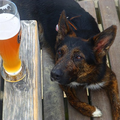 Get Your Dog Washed For A Good Cause - P.S. there is an opp-beer-tunity.