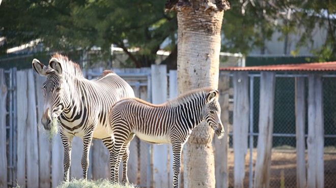 Grevy’s zebra foal dies at Reid Park Zoo