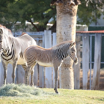 Grevy’s zebra foal dies at Reid Park Zoo