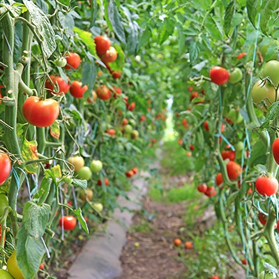 Imported Tomatoes from Mexico worth $4.8 billion in U.S economy