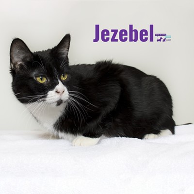 Jezebel Needs a Home
