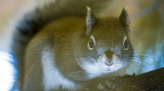 Mount Graham red squirrel makes comeback, but not out of the woods yet