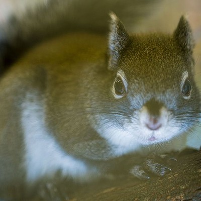 Mount Graham red squirrel makes comeback, but not out of the woods yet
