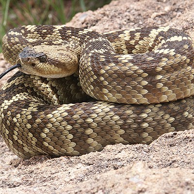 Getting outside? Watch out for rattlesnakes