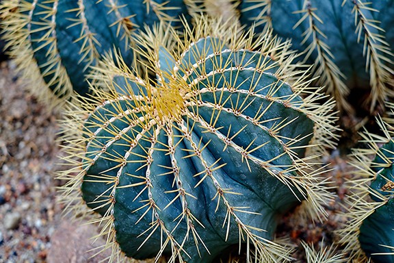 Just like every night has it's dawn, just like every cowboy sings his sad, sad song... every cactus has its thorns.