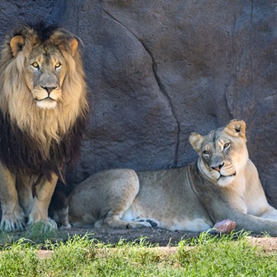 Reid Park announced the passing of African lion Shombay
