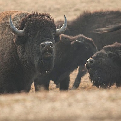 Sharpshooters could target Grand Canyon bison by 2021 under herd plan