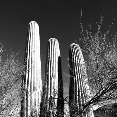 The Daily Saguaro, Friday 6/4/21