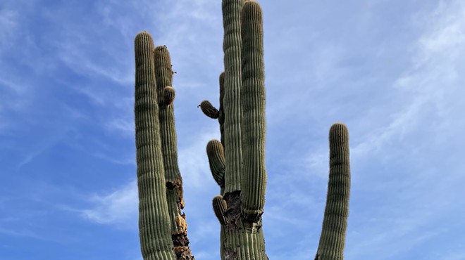 The Daily Saguaro, Sunday, 7/25/21