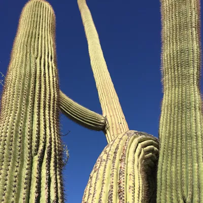 The Daily Saguaro, Thursday 7/8/21