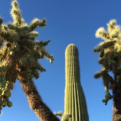 The Daily Saguaro, Tuesday 7/6/21