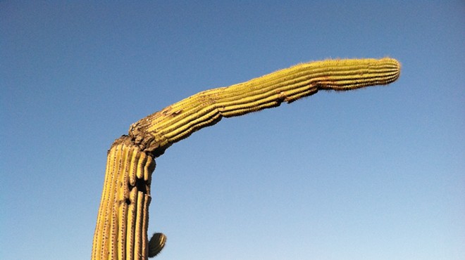 The Daily Saguaro, Wednesday 3/31/21