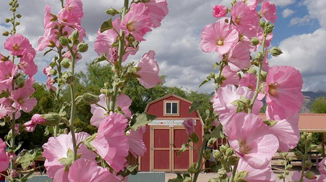 Tucson Village Farm's U-Pick Tuesdays Switch to Summer Hours