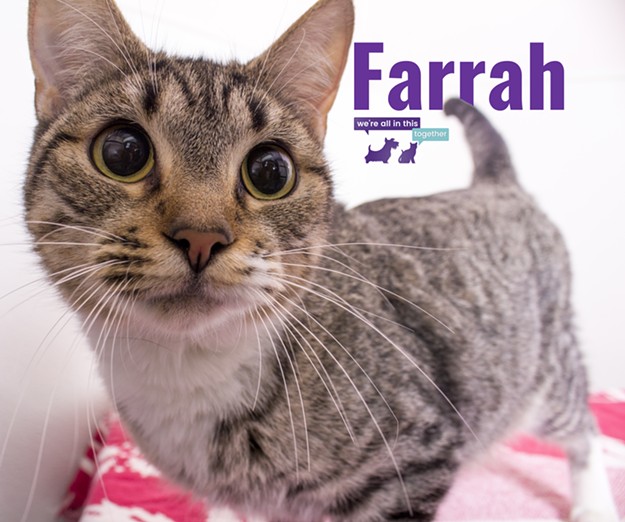 Farrah Needs a Home