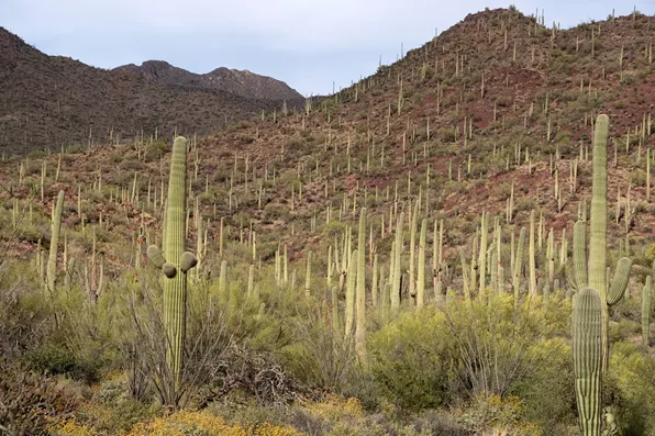 Saguaro National Park Changes Entrance Fee