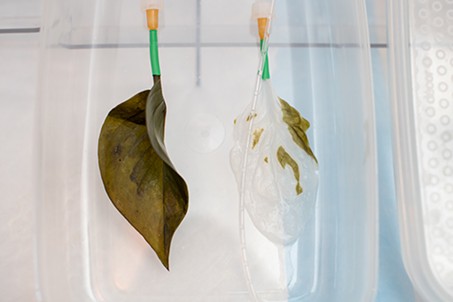 A healthy leaf compared to a leaf stripped of its cells, and able to have animal cells installed within. - COURTESY PHOTO
