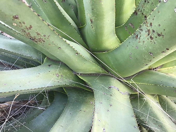 Agaves Are Us