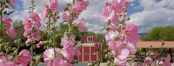 Tucson Village Farm's U-Pick Tuesdays Switch to Summer Hours