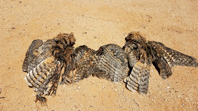 Reward Offered for Information in Killing of Great Horned Owls