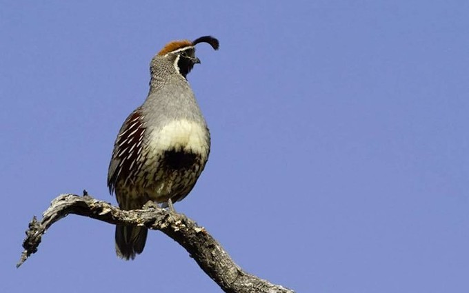 The Gambel's Quail with its dangling plume is one of this summer's themes. - COURTESY OF THE SABINO CANYON VOLUNTEER NATURALISTS