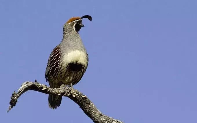 Bring Kids to Summer Story Time at Sabino Canyon