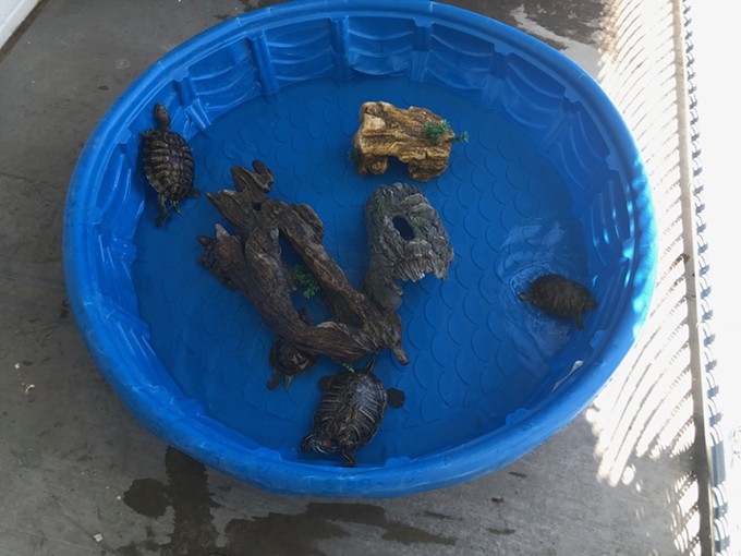 Animals Recovered from South Side Trailer (4)