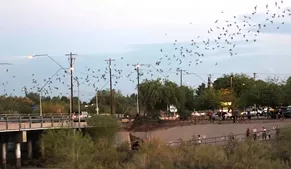 See the colony of bats under Campbell bridge