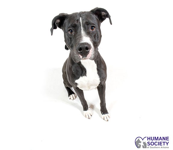 Adoptable Pet: Hyalite Needs a Home