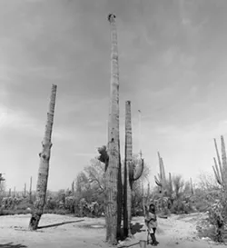 The Arizona State Museum has recently put selections from its massive photo collection on display, including a striking black-and-white photo by Helga Teiwes that shows O’odham member Juanita Ahill collecting fruit from a gargantuan saguaro in 1970 under a limitless sky.