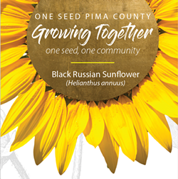 One Seed Pima County: Blooming Black Russian Sunflowers