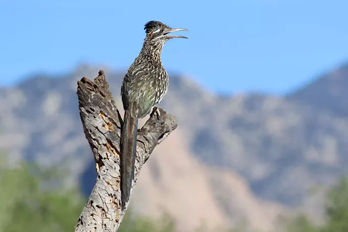 Tucson featured in BBC's new series 'Seven Worlds, One Planet'