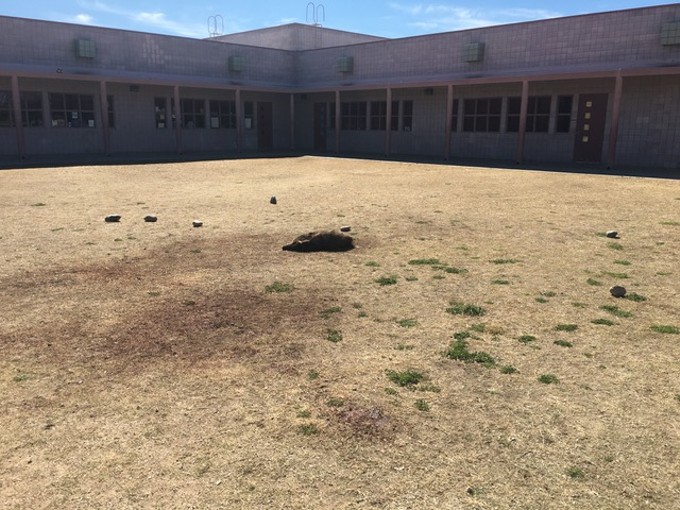 Reward offered in stoning death of Javelina at elementary school
