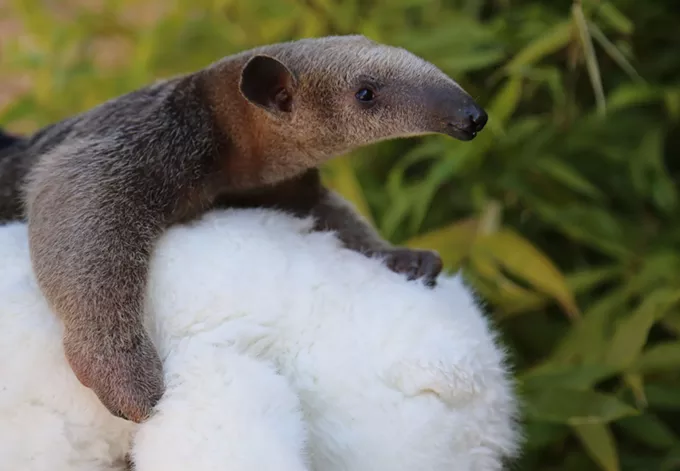 Reid Park Zoo Cares For New Tamandua Pup