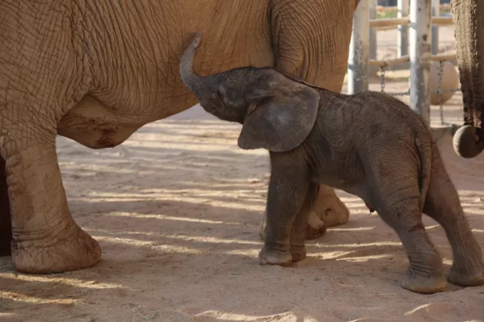 Reid Park Zoo Welcomes New Baby Elephant to the Herd