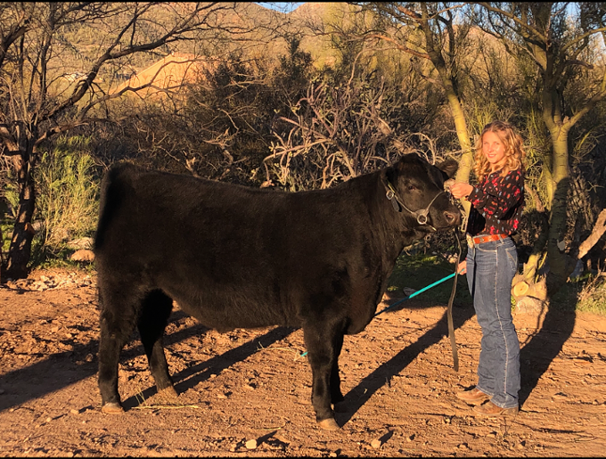 Ella Levin stands with her steer she raised at her family's home as a part of her 4-H training. The 1,200-pound steer will be sold at the upcoming PCJLSI online auction with the majority of the proceeds going to the 14-year-old and her family. - COURTESY PHOTO