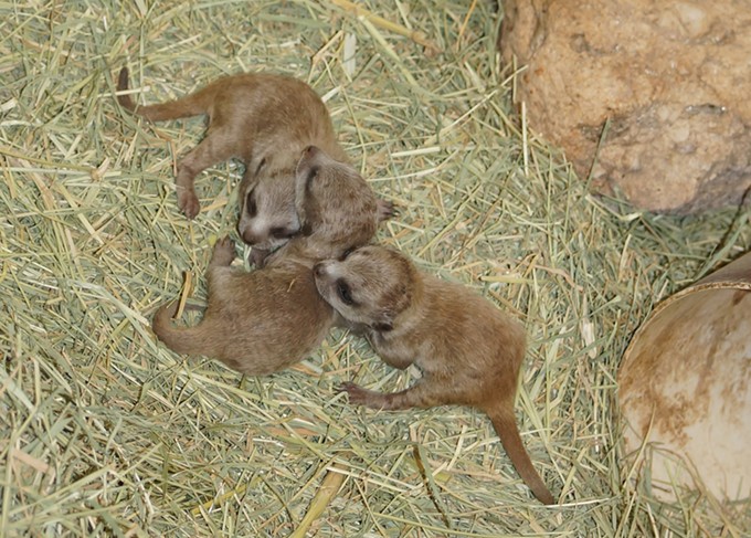 Reid Park Zoo Welcomes Five Meerkat Pups