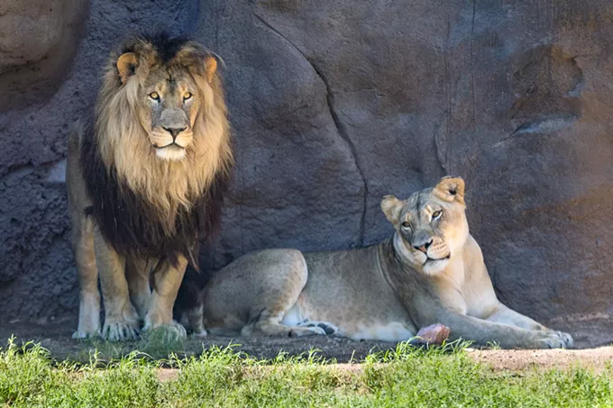 Reid Park announced the passing of African lion Shombay