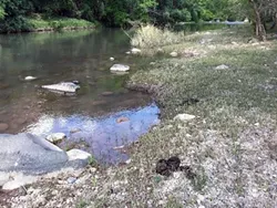 “The only way to really solve this problem of cows getting into these closed river areas is to end grazing in the uplands,” says Joe Trudeau of the Center for Biological Diversity. (Photo courtesy of Joe Trudeau, Center for Biological Diversity)