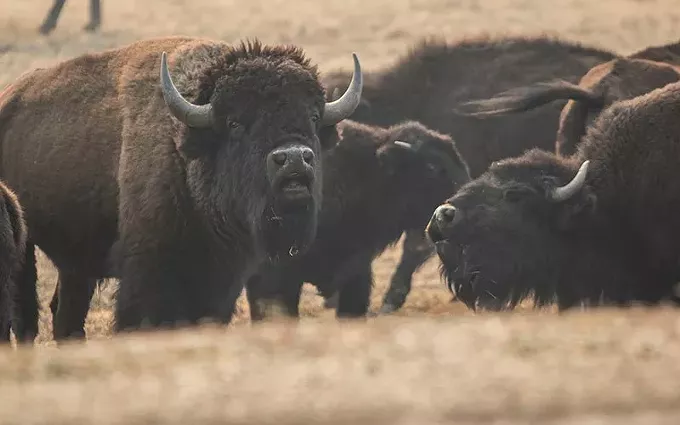 The bison herd that has moved into the North Rim of the Grand Canyon now numbers between 400 and 600 animals, a stress on the environment. Wildlife management officials want to reduce that to about 200 animals, in part through bringing in sharpshooters. - FILE PHOTO BY KIANNA GARDNER/CRONKITE NEWS