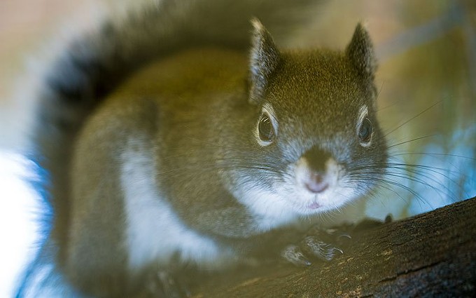 Mount Graham red squirrel makes comeback, but not out of the woods yet