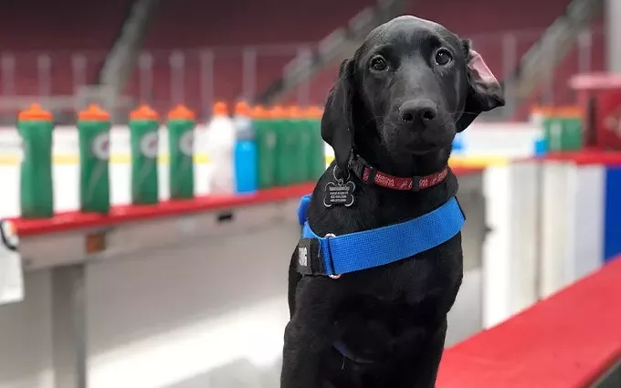 Luna would often visit the Coyotes' offices a few times a week, stopping in at the locker room and getting to go on the ice sometimes, too. - ARIZONA COYOTES