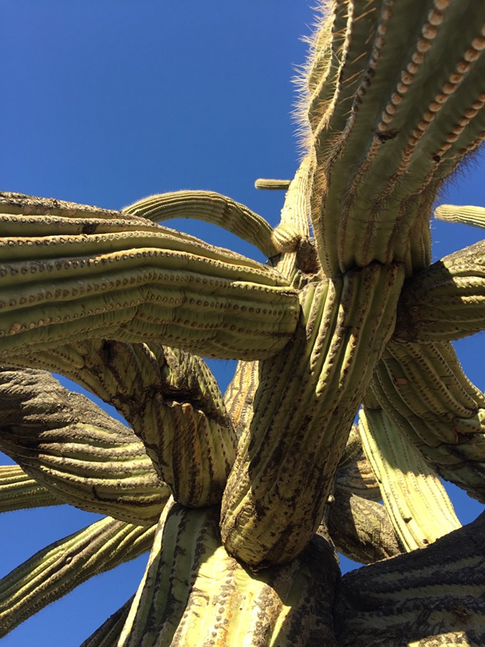 The Daily Saguaro, Sunday 4/18/21