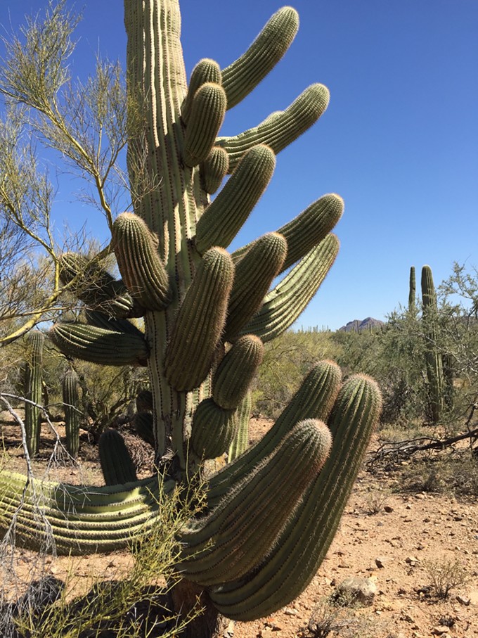 The Daily Saguaro, Tuesday 5/4/21