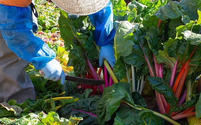 A migrant worker cuts Swiss chard at the base, leaving behind the stem. Parts of plants often are left to fertilize the field. - JEFF ROSENFIELD/CRONKITE NEWS